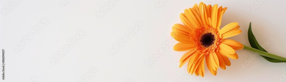 A vibrant orange daisy flower on a minimalistic white background, placed on the right side with ample copy space on the left. Ideal for backgrounds. A vibrant orange daisy flower on a minimalistic white background, placed on the right side with ample copy space on the left. Ideal for backgrounds.