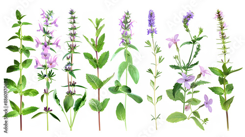 Wallpaper Mural Set of aromatic herb flowers including mint, rosemary, and basil, isolated on transparent background Stock Illustration Torontodigital.ca