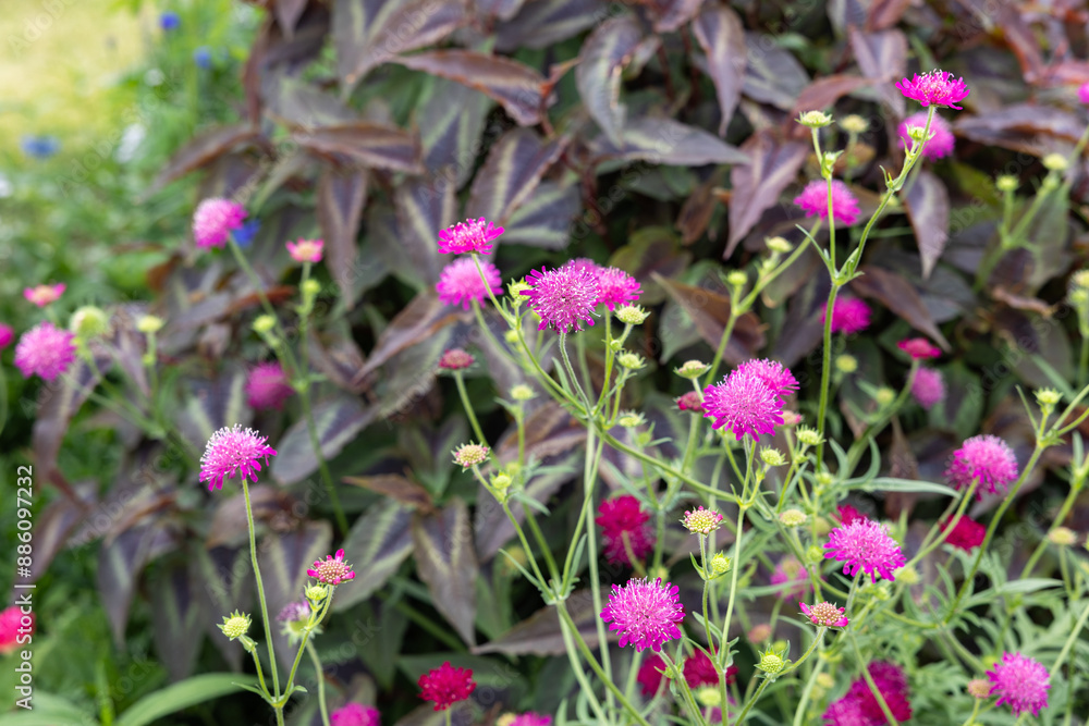 Multicolored Scabiosa flowers blooming in a summer garden. Multicolored Scabiosa flowers blooming in a summer garden.