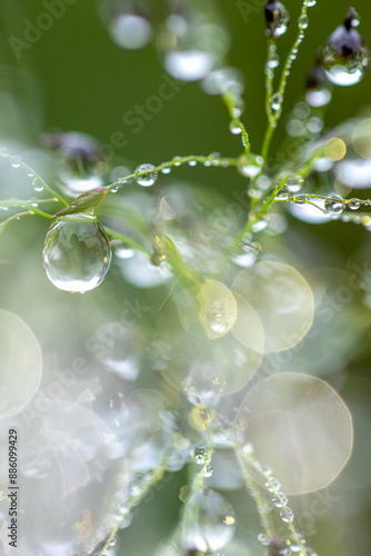 Close-up of dew drops hanging on the grass.