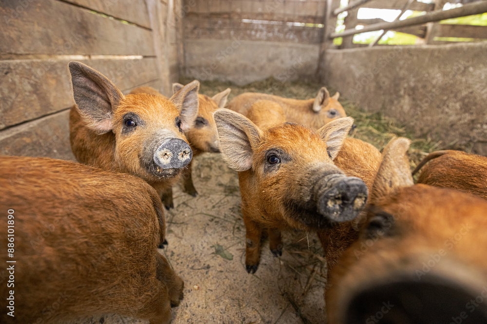 Fototapeta premium Group of curious piglets