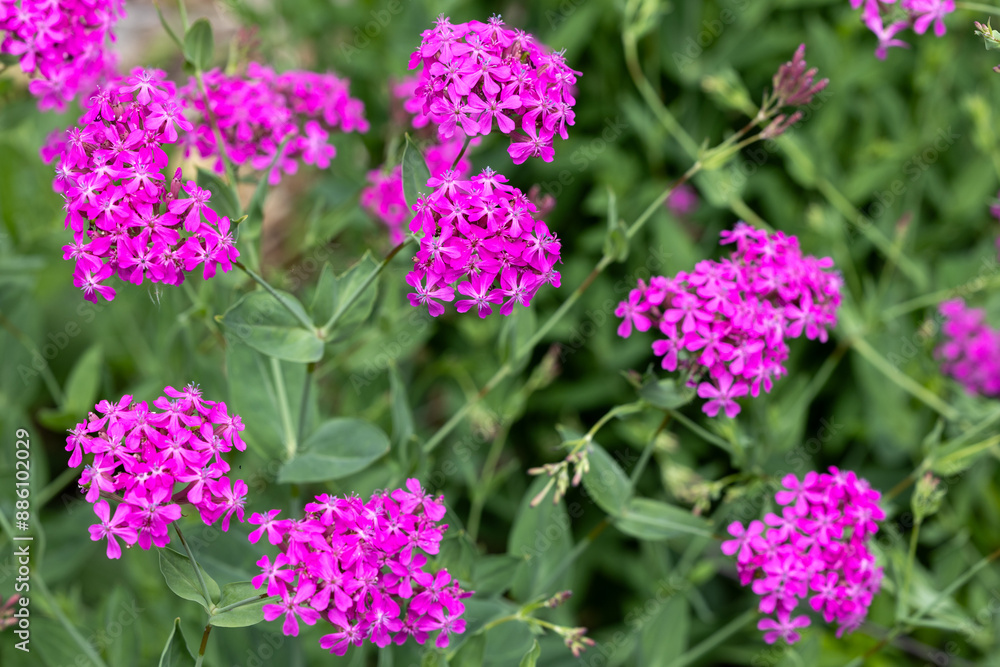 Brightly blooming sweet-william flowers in the garden. Brightly blooming sweet-william flowers in the garden.