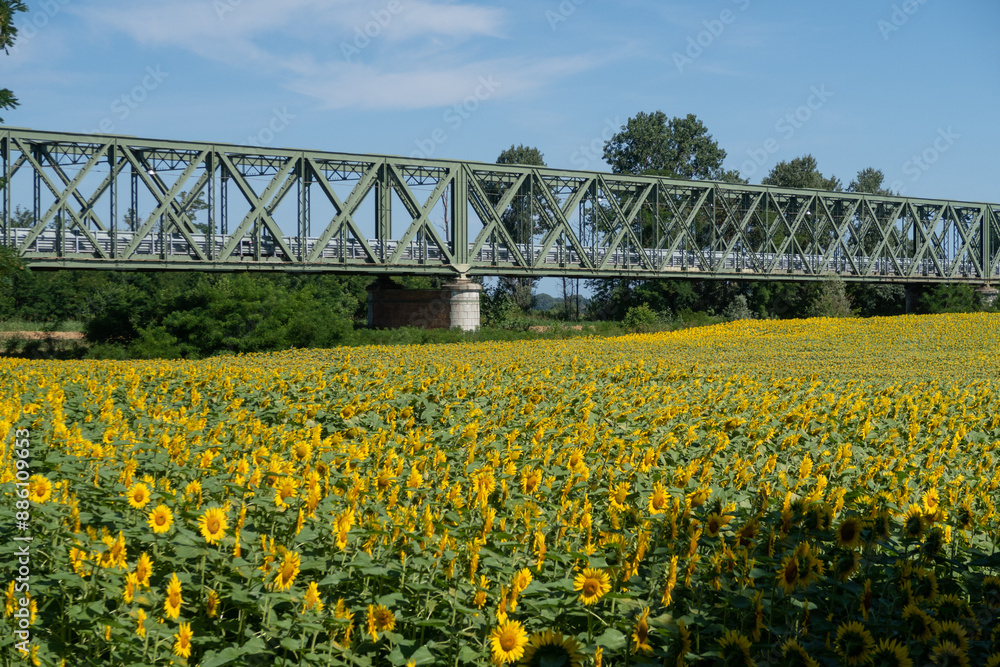 Helianthus annuus Sunflower flower petals color