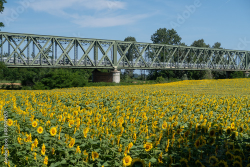 Obraz na płótnie Helianthus annuus Sunflower flower petals color w salonie
