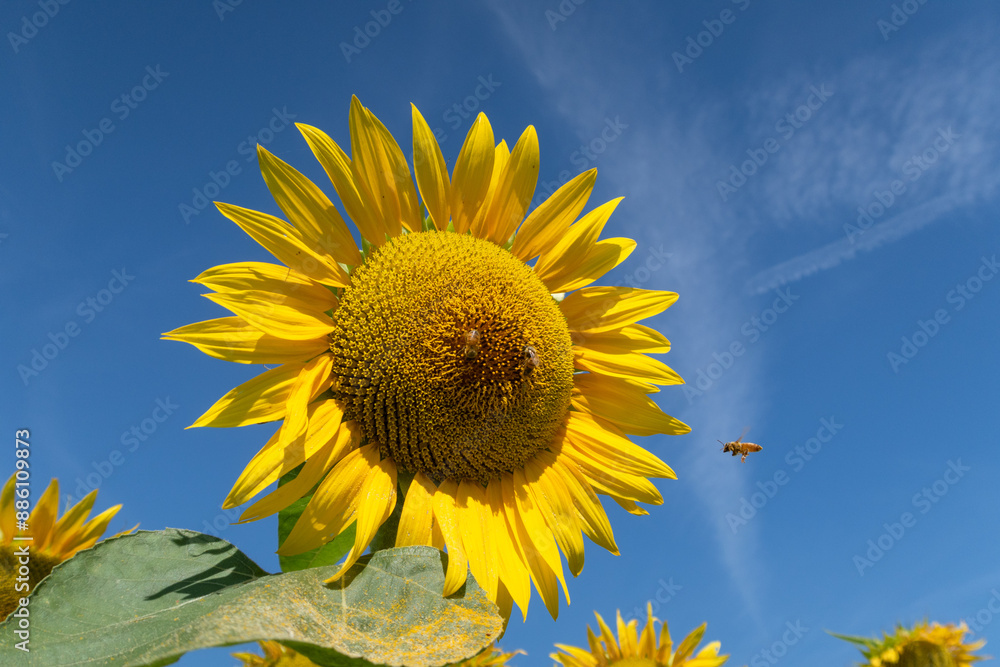 Helianthus annuus Sunflower flower petals color