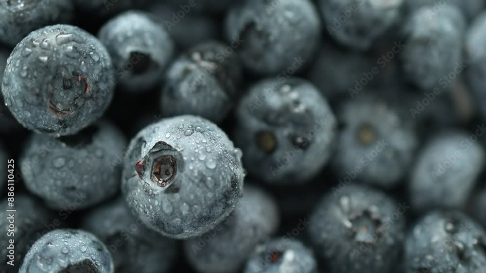 Great bilberries rotates close-up. Top view. Fresh berries with water drops. Attention to glare, on a white background. Concept of vegetarian, vegan, healthy seasonal food Great bilberries rotates close-up. Top view. Fresh berries with water drops. Attention to glare, on a white background. Concept of vegetarian, vegan, healthy seasonal food