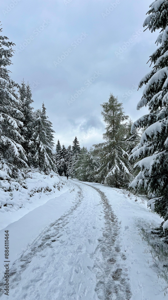 Pine trees in the snow, view from below. Winter mountain forest Pine trees in the snow, view from below. Winter mountain forest