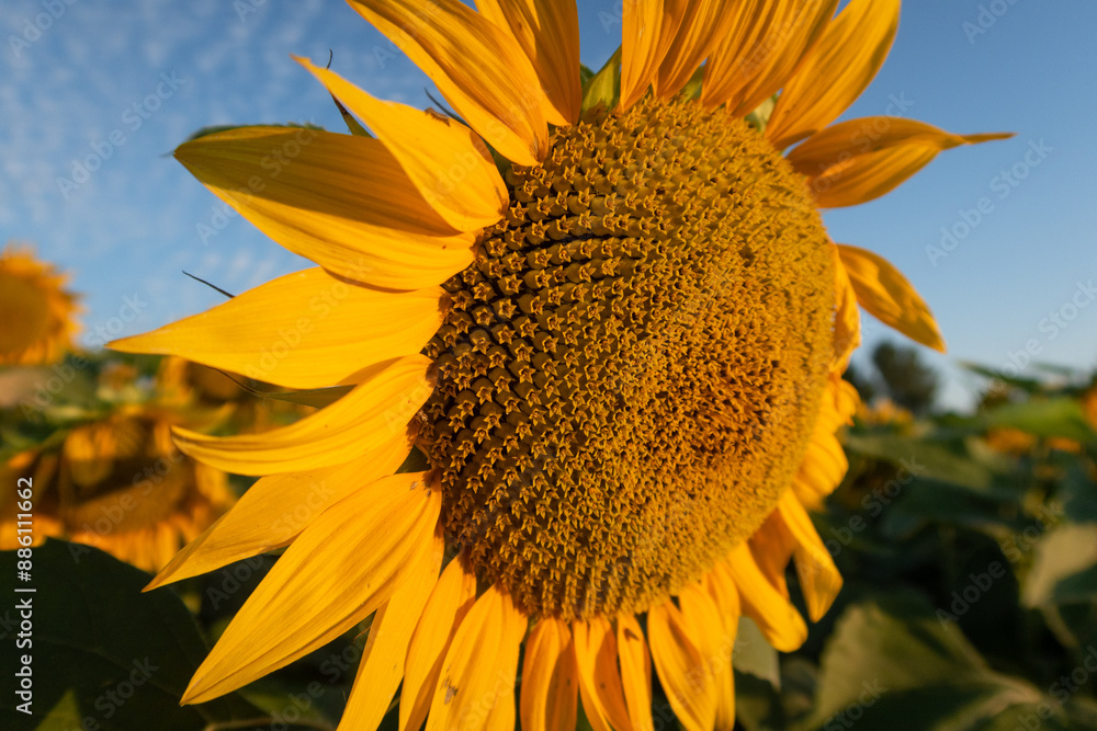 Helianthus annuus Sunflower flower petals color