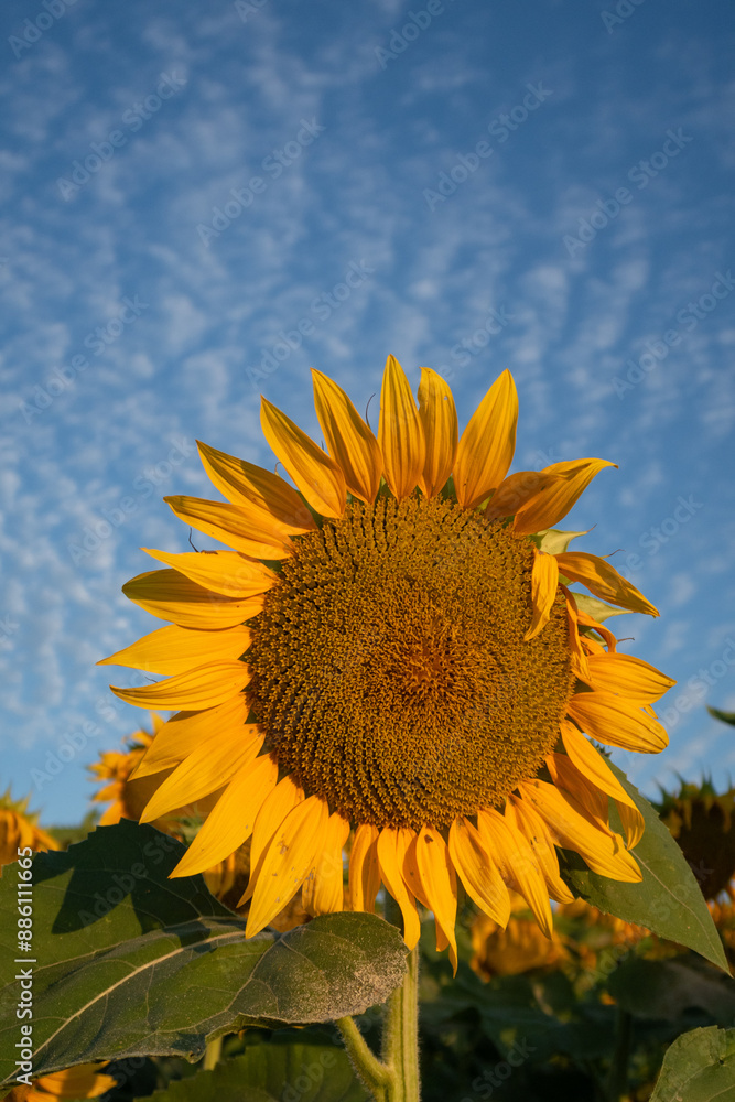 Helianthus annuus Sunflower flower petals color