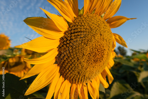 Obraz na płótnie Helianthus annuus Sunflower flower petals color w salonie