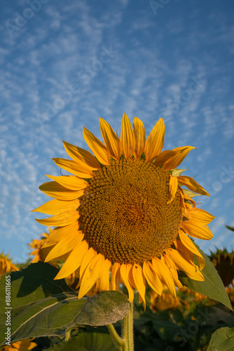 Obraz na płótnie Helianthus annuus Sunflower flower petals color w salonie