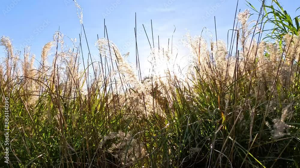 Pampas Grass Swaying in Sunlight Pampas Grass Swaying in Sunlight