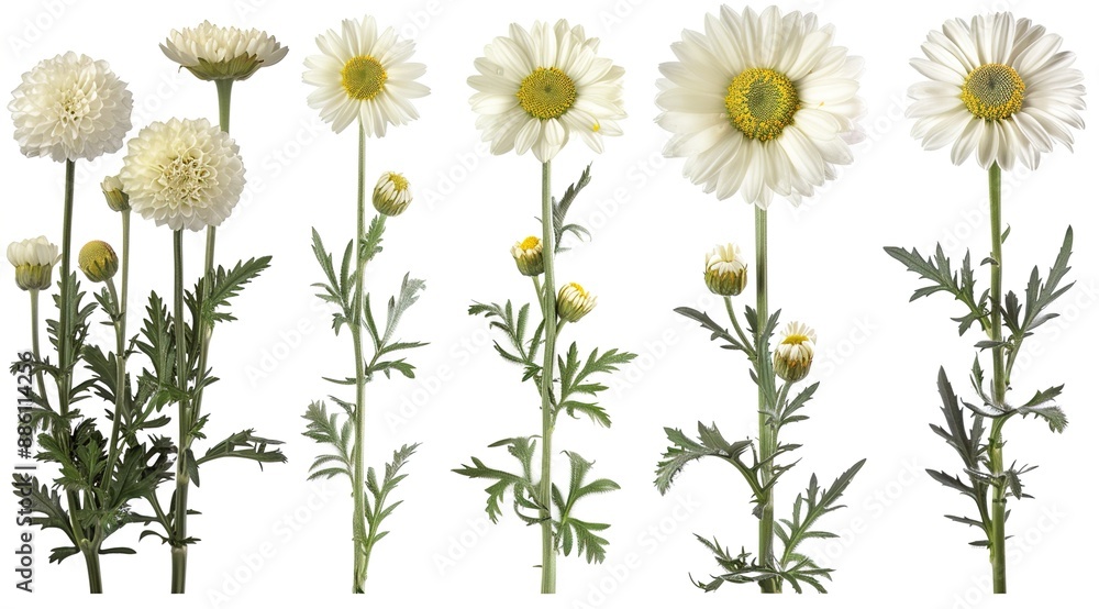 Fototapeta premium flowers isolated on white