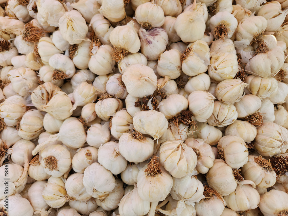 Bulbs of garlic prepared for packaging after harvest Bulbs of garlic prepared for packaging after harvest