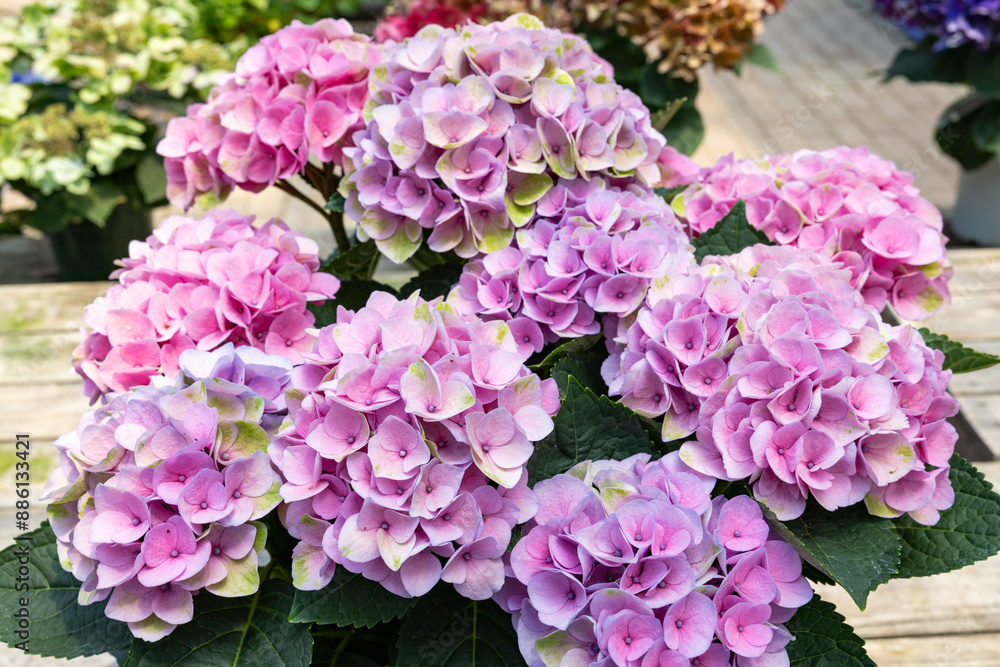 Close up of pink hydrangea flowers in the garden blooming in early summer.