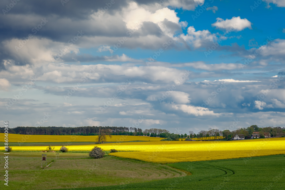 Obraz premium Sommerliche Landschaft mit Rapsfeldern und Hochsitz am 