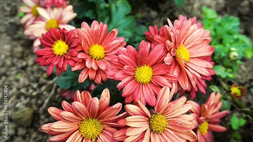Bunch of Red Chrysanthemums on a blurry background. Krisan Aster flower