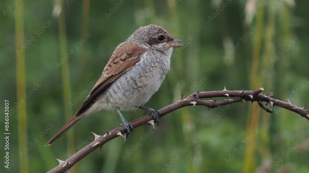 Neuntöter (Lanius collurio) Jungvogel
Neuntöter (Lanius collurio) Jungvogel