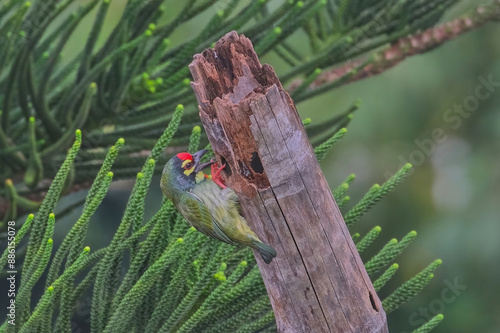 Coppersmith Barbet photo