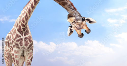 Giraffe face head hanging upside down. Curious giraffe peeks from above. Cute giraffe looks interested. Animal stares interestedly. On blue sky background with white clouds