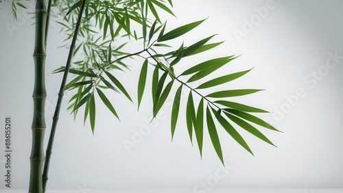Bamboo plant with green leaves on white background.