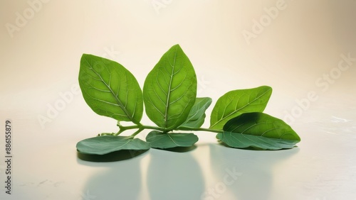 Green leaves on a white background.