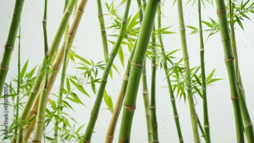 Green Bamboo Stems on White Background.