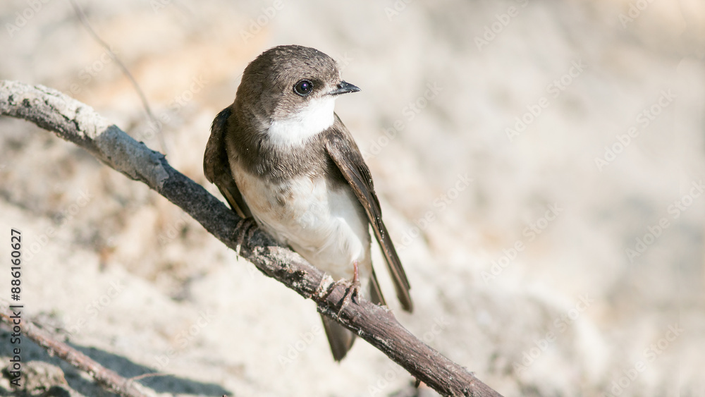 Naklejka premium sparrow on a branch