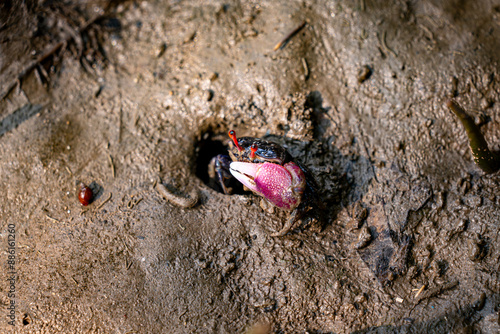 Red Fiddler crab in the mangrove, Thailand