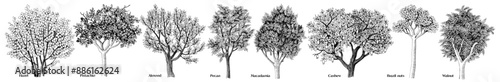 Vector set of hand drawn nut trees