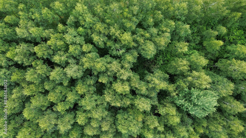 Fototapeta premium forest wilderness shown top down. vibrant green.