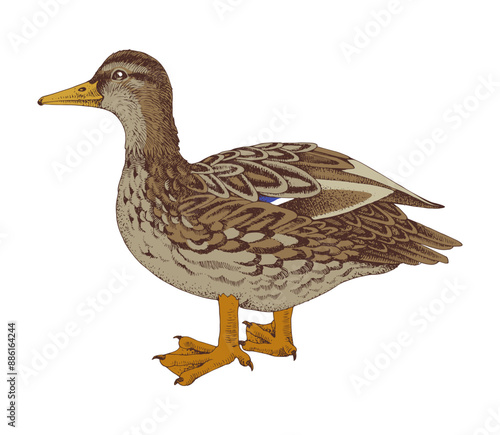 Mallard Duck sketched vector illustration