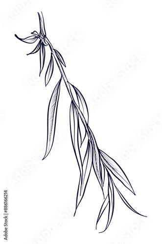 black and white hand drawn willow branches vector