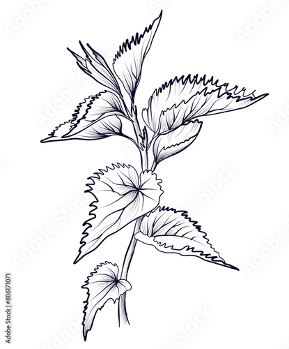 black and white nettle pattern vector illustration