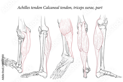 Medical illustration side view of Foot Achilles tendon Calcaneal tendon, triceps surae, part. Specialized images for medicine, student learning, and sports science.