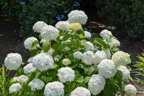 Annabelle hydrangea flower blooming white flowers in the garden. photo