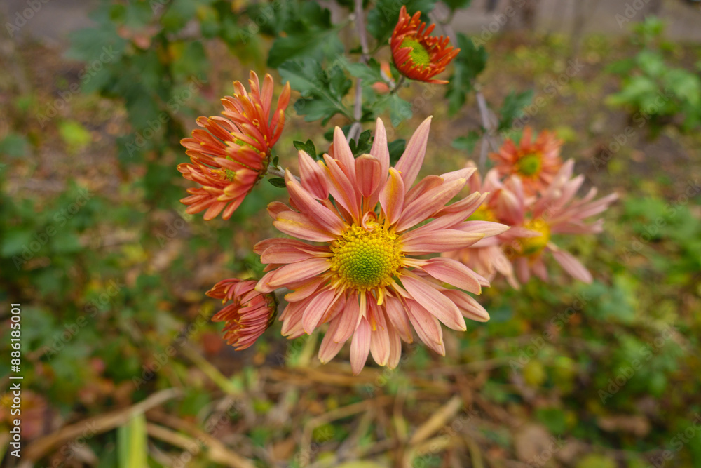 Half open melon colored flowers of daisy like Chrysanthemum in November