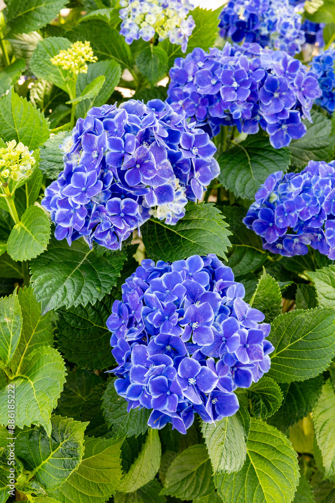 Blue hydrangea flowers in the garden blooming in early summer. Blue hydrangea flowers in the garden blooming in early summer.