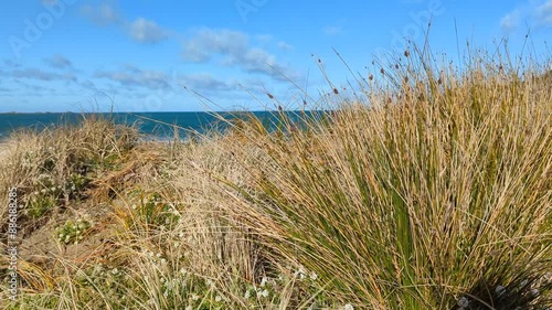 Wallpaper Mural Coastal grasses on beach sand dunes moving in windy breeze at Lyall Bay in Wellington, New Zealand Aotearoa Torontodigital.ca