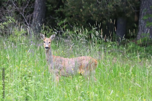 white deer fawn photo