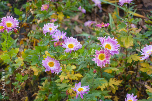 Pale pink and white flowers of Chrysanthemums in mid November photo