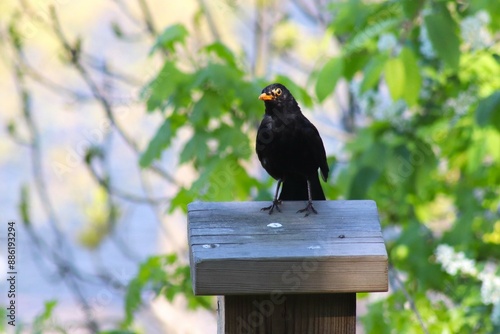 blackbird on a fence