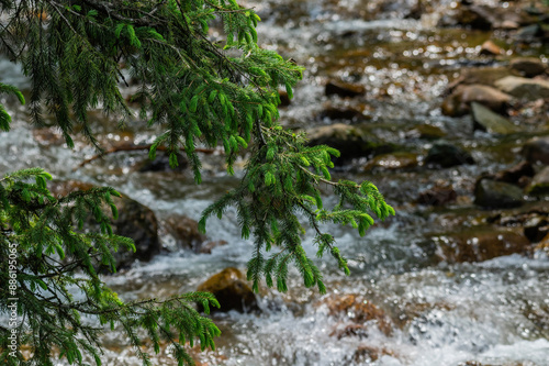 water flowing in the forest