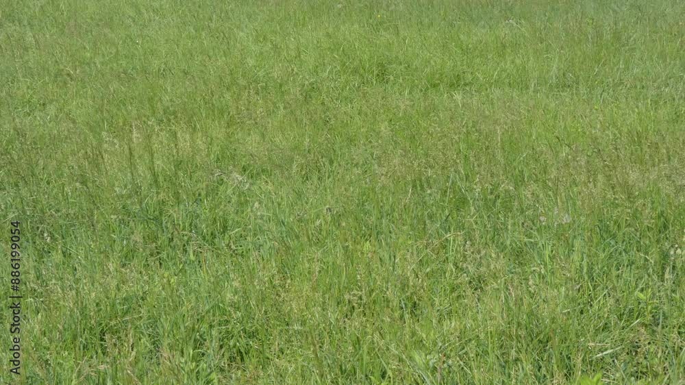 風に揺れる牧草地 風に揺れる牧草地