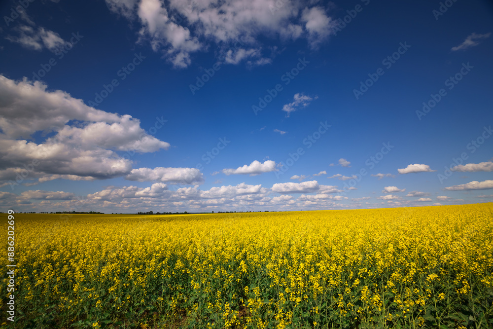 agricultural field with yellow rapeseed flowers, against a blue sky with white clouds, a bright spring landscape on a sunny day, a beautiful scene agricultural field with yellow rapeseed flowers, against a blue sky with white clouds, a bright spring landscape on a sunny day, a beautiful scene