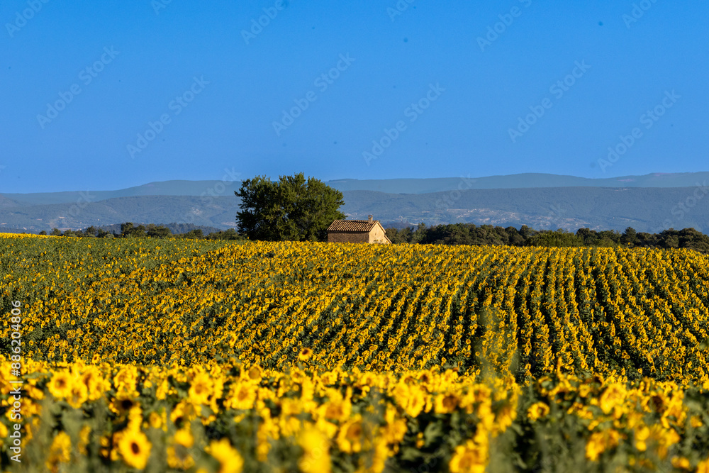 field of sunflowers in the country field of sunflowers in the country