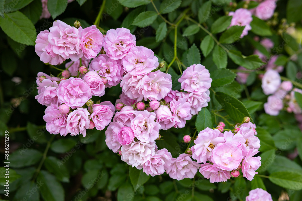 Beautiful pink landscaping roses flower blooming in the garden in Nagano. Beautiful pink landscaping roses flower blooming in the garden in Nagano.