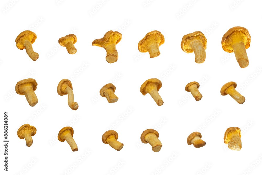 Fototapeta premium Chanterelle mushroom isolated on white background with clipping path, full depth of field