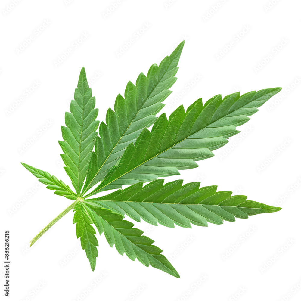 green cannabis leaf isolated green cannabis leaf isolated