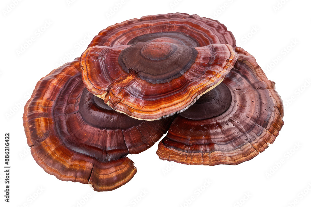 Reishi health mushroom isolated Reishi health mushroom isolated